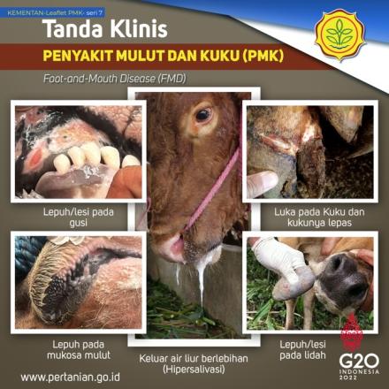 PENYAKIT MULUT DAN KUKU PADA SAPI 